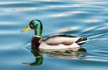 foto van een drijvend eendje in het water als semafoor voor de floating fase